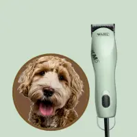 Strzyżenie zwierząt